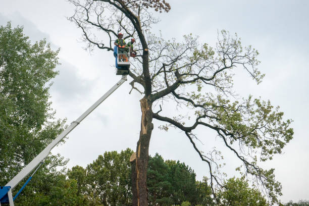 Residential Tree Removal in Dillon, MT